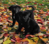 Foto №1. cane corso italiano - zum Verkauf in der Stadt Berlin | verhandelt | Ankündigung № 30085