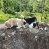 Foto №2 zu Ankündigung № 123009 zu verkaufen beagle - einkaufen Deutschland quotient 	ankündigung