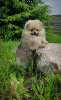Foto №2 zu Ankündigung № 107364 zu verkaufen mischlingshund - einkaufen Weißrussland züchter
