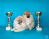 Zusätzliche Fotos: Pomeranian-Welpen vom Super Grand Champion