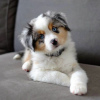 Foto №1. australian shepherd - zum Verkauf in der Stadt Дублин | verhandelt | Ankündigung № 120589