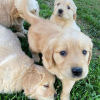 Foto №3. Gesunder, süßer, liebenswerter und sozialisierter Golden Retriever. Deutschland