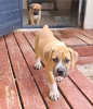 Foto №3. Ridgeback ist ein Labrador, der adoptiert wird. Finnland