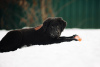 Foto №1. mongolischer wolfshund der burjaten - zum Verkauf in der Stadt Наро-Фоминск | 739€ | Ankündigung № 37070