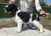 Foto №4. Ich werde verkaufen english springer spaniel in der Stadt Plovdiv. züchter - preis - 1500€