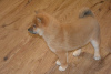 Foto №3. Beautiful shiba inu. Finnland