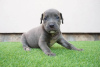 Foto №3. Bluenose Pitbull-Welpen. Serbien