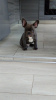 Foto №2 zu Ankündigung № 20069 zu verkaufen französische bulldogge - einkaufen Deutschland züchter