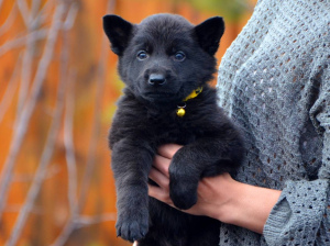 Foto №2 zu Ankündigung № 4564 zu verkaufen deutscher schäferhund - einkaufen Ukraine züchter