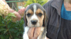 Foto №1. beagle - zum Verkauf in der Stadt Smorgon | 149€ | Ankündigung № 13044