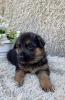 Foto №4. Ich werde verkaufen deutscher schäferhund in der Stadt Dnipro. züchter - preis - verhandelt