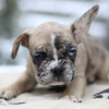 Zusätzliche Fotos: VIP Französische Bulldogge Welpe seltene Farbe Merle blau weiß schwarz Mädchen