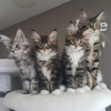 Foto №2 zu Ankündigung № 114047 zu verkaufen maine-coon-katze - einkaufen Deutschland quotient 	ankündigung