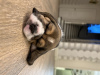 Foto №2 zu Ankündigung № 70792 zu verkaufen beagle - einkaufen Russische Föderation züchter