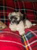 Foto №1. shih tzu - zum Verkauf in der Stadt Montreal | 473€ | Ankündigung № 103606