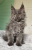 Foto №2 zu Ankündigung № 99497 zu verkaufen maine-coon-katze - einkaufen USA quotient 	ankündigung, vom kindergarten, aus dem tierheim