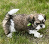 Foto №2 zu Ankündigung № 111385 zu verkaufen shih tzu - einkaufen USA quotient 	ankündigung