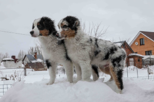 Foto №1. australian shepherd - zum Verkauf in der Stadt Kazan | 428€ | Ankündigung № 1550