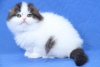 Foto №3. Fabelhafte Scottish Fold-Kätzchen, gechipt, streueriert usw. Finnland