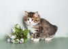 Zusätzliche Fotos: Kurilen-Bobtail-Kätzchen zu verkaufen