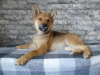 Foto №3. Shiba Inu (Shiba Inu) Welpen. Ukraine