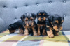 Foto №3. Teacup Yorkshire Terrier Welpe zur kostenlosen Adoption. Deutschland