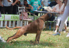 Foto №1. deutscher boxer - zum Verkauf in der Stadt Jagodina | verhandelt | Ankündigung № 86870