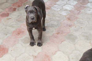 Foto №4. Ich werde verkaufen cane corso italiano in der Stadt Krasnodar. quotient 	ankündigung - preis - 173€