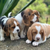 Foto №2 zu Ankündigung № 123010 zu verkaufen beagle - einkaufen Deutschland quotient 	ankündigung