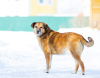 Foto №4. Ich werde verkaufen mischlingshund in der Stadt Москва. quotient 	ankündigung - preis - Frei