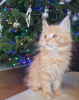 Zusätzliche Fotos: Reinrassige Maine-Coon-Kätzchen zur Adoption verfügbar