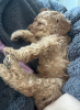 Foto №3. F1B Cavapoo-Welpen. Australien