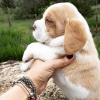 Foto №2 zu Ankündigung № 123803 zu verkaufen beagle - einkaufen Deutschland quotient 	ankündigung