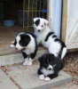 Foto №1. border collie - zum Verkauf in der Stadt Vienna | verhandelt | Ankündigung № 124802