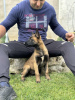 Foto №3. Belgischer Schäferhund - Malinois. Serbien