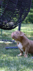 Foto №3. American Bully Welpen zu verkaufen. Bosnien und Herzegowina