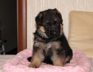 Foto №4. Ich werde verkaufen deutscher schäferhund in der Stadt Nizhny Novgorod. quotient 	ankündigung - preis - 488€