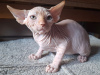 Foto №1. sphynx-katze - zum Verkauf in der Stadt Дармштадт | verhandelt | Ankündigung № 117212