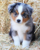 Foto №1. australian shepherd - zum Verkauf in der Stadt Амстердам | verhandelt | Ankündigung № 84080