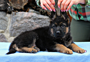 Foto №4. Ich werde verkaufen deutscher schäferhund in der Stadt Kiew. vom kindergarten - preis - 366€