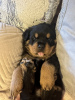 Foto №3. KC hat Rottweiler-Welpen zur Adoption registriert. USA