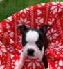 Foto №3. Entzückende Boston Terrier-Welpen zur kostenlosen Adoption. Deutschland