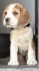 Zusätzliche Fotos: Beagle-Welpen
