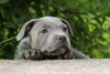 Zusätzliche Fotos: Amerikanische Staffordshire-Bullterrier-Mädchen