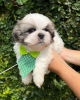 Foto №2 zu Ankündigung № 42910 zu verkaufen shih tzu - einkaufen USA züchter