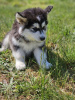 Foto №4. Ich werde verkaufen alaskan malamute in der Stadt Salt Lake City.  - preis - Frei