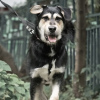 Foto №1. mischlingshund - zum Verkauf in der Stadt Москва | Frei | Ankündigung № 75097