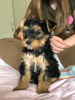 Foto №3. Teacup Yorkshire Terrier Welpe zur kostenlosen Adoption. Deutschland