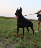 Zusätzliche Fotos: Dobermann-Welpen zu verkaufen