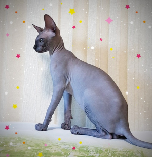 Foto №2 zu Ankündigung № 3003 zu verkaufen sphynx cat - einkaufen Ukraine vom kindergarten